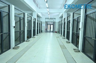 Can dostlara modern yeni yuva