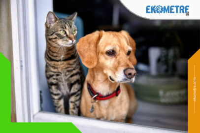 Evcil Hayvan Sahiplerine yeni düzenleme