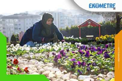300 bin kış çiçeği toprakla buluşuyor