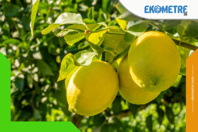 Limon'un ihracat engeli kalktı