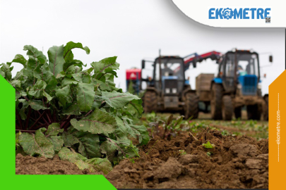 Pancar ve üzüm hasadında verimin anahtarı