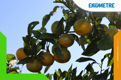 Mandalina ihracatında Ekim bereketi