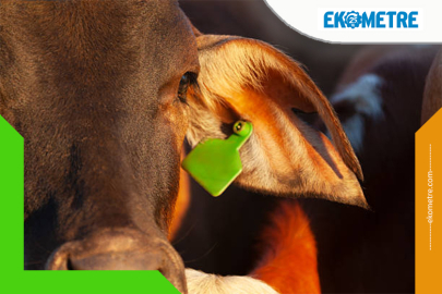 İthal ette tekel  şüphesi