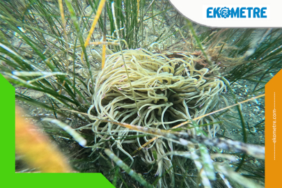 Marmara Denizi’nin ekolojik yapısı mercek altında