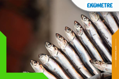 Belçika'ya 4 milyon tondan fazla hamsi ihraç edildi