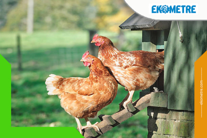 Kümes hayvancılığında bitki bazlı performans dönemi