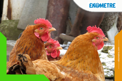 Yumurtacı tavukların kafes standartlarında değişiklik