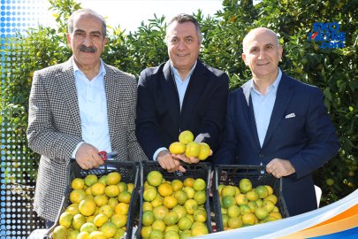 Satsuma mandalinada ihracat zamanı