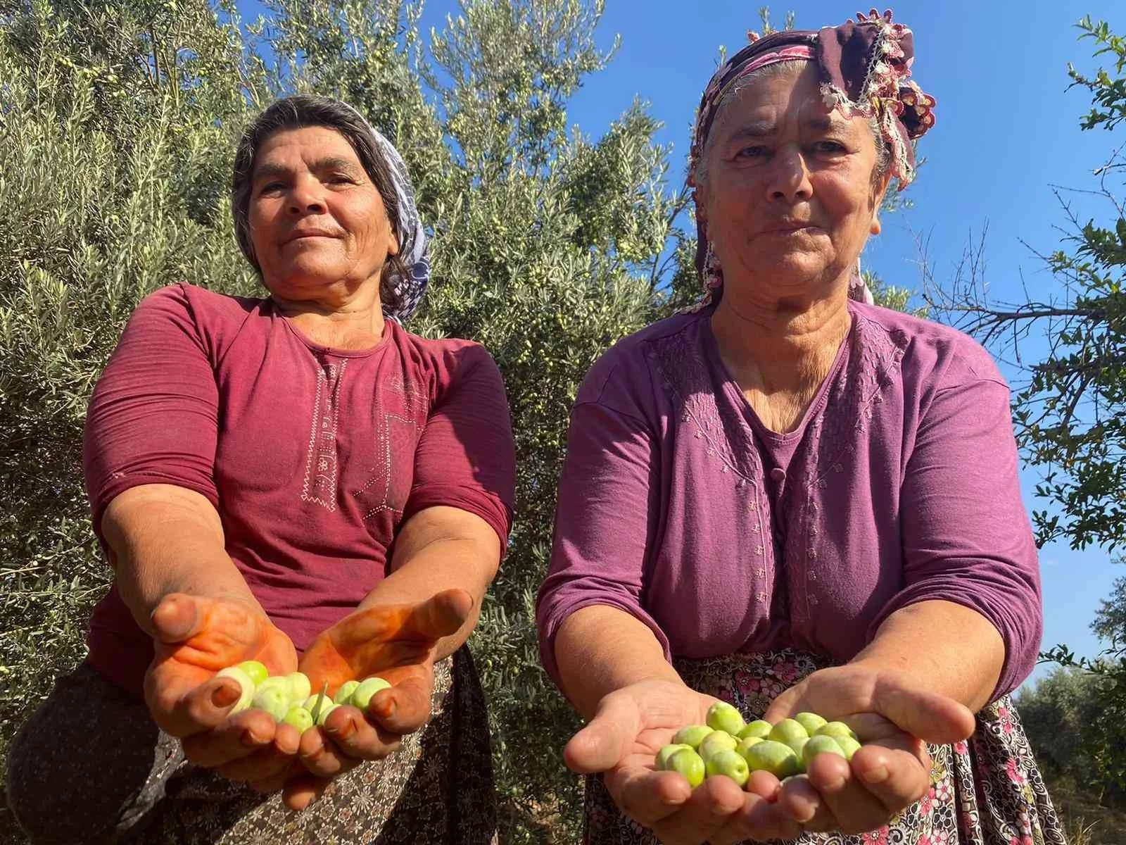 Antalyada zeytin hasadı başladı