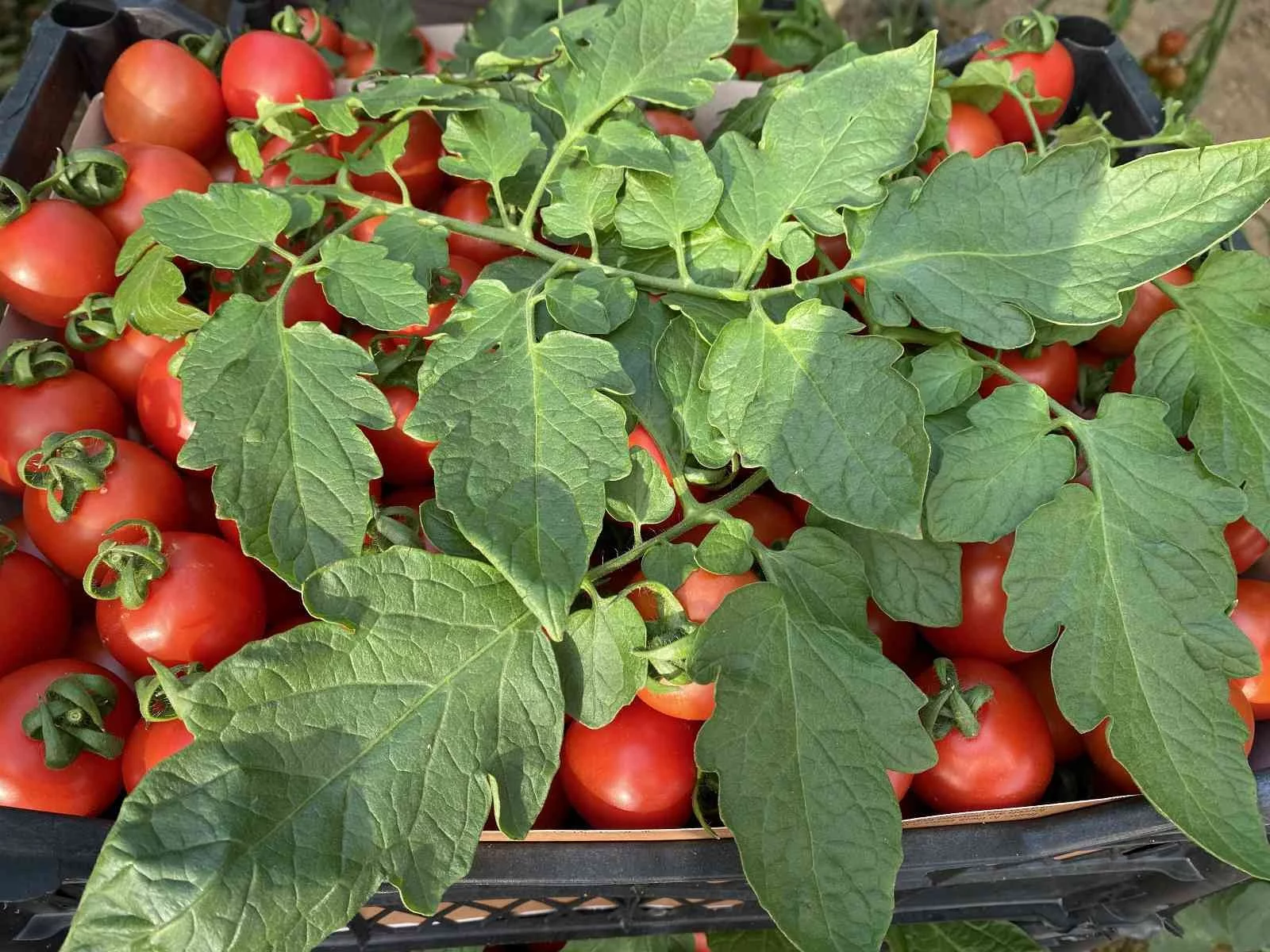 Aralık ayında domates üretimindeki düşüş fiyatlara artış olarak yansıdı
