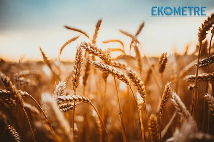 Dünya buğday üretiminde 23 milyon ton artış bekleniyor
