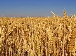 Edirnede buğday 4 lira 176 kuruştan satıldı