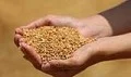 Edirnede buğday 5 lira 411 kuruş oldu