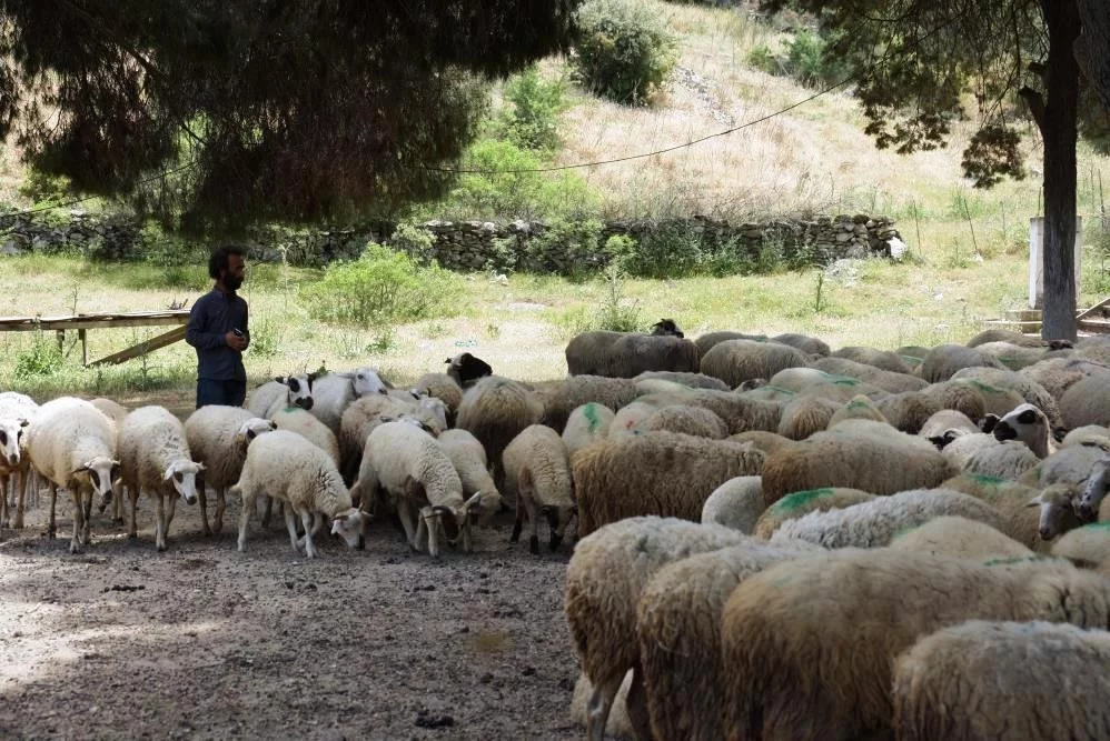 Köşkte koyun ve keçi desteklemeleri askıya çıktı