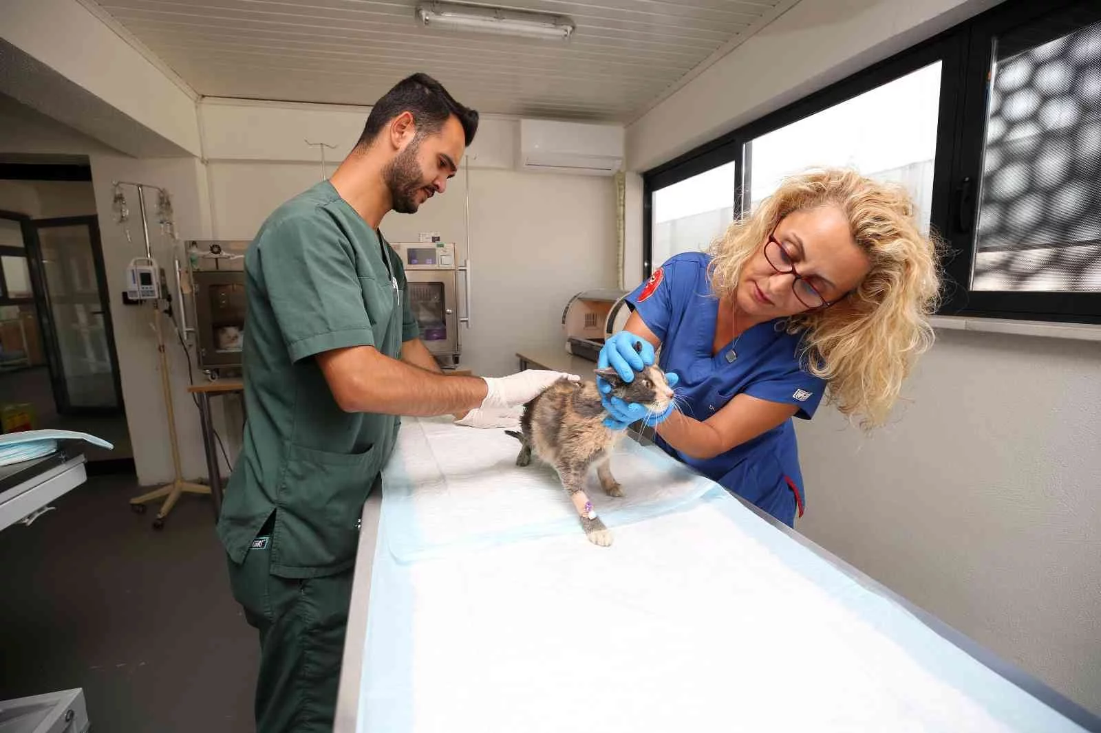 Nilüferde Hasta Ve Yaralı Sokak Kedilerine Donanımlı Klinik