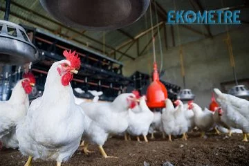 Ticaret Bakanlığı, tavuk eti ihracatını sınırladı