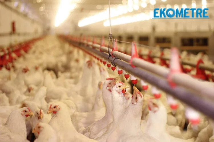 Türkiye genelinde tavuk eti üretimi yüzde 8,9 azaldı