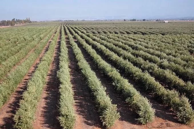 Türkiyede İspanyol zeytin çeşitlerine ilgi artıyor